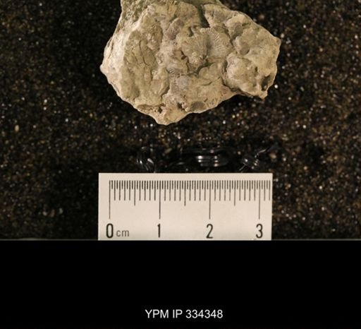 Plectorthis sp.