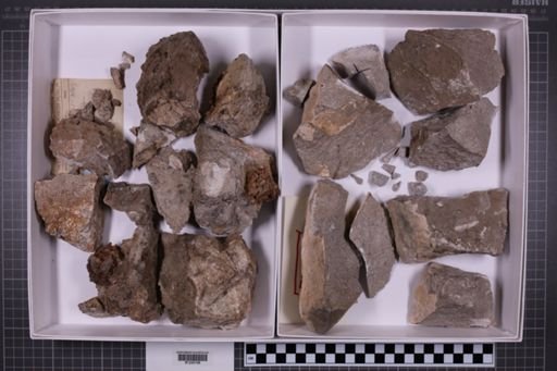 mixed taxa, stratigraphic collection