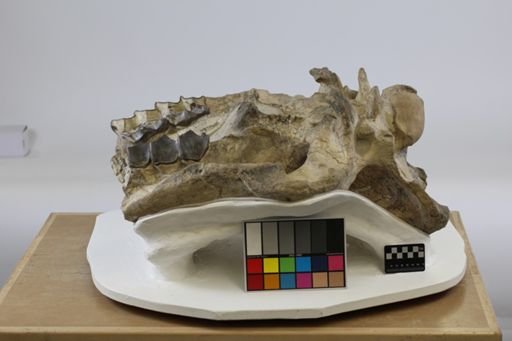 Brontotheriidae
