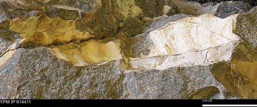 Ammonoidea