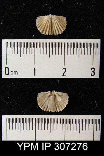 Dinorthis proavita?