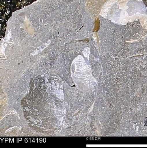 Mollusca