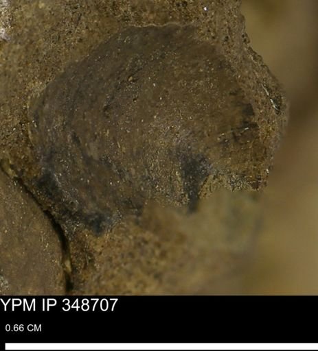 Limopsis striatopunctatus