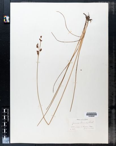 Juncus