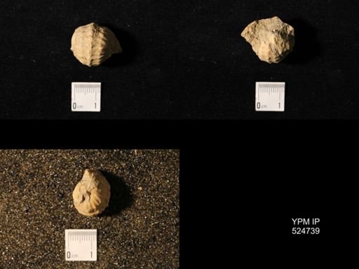 Pharkidonotus percarinatus