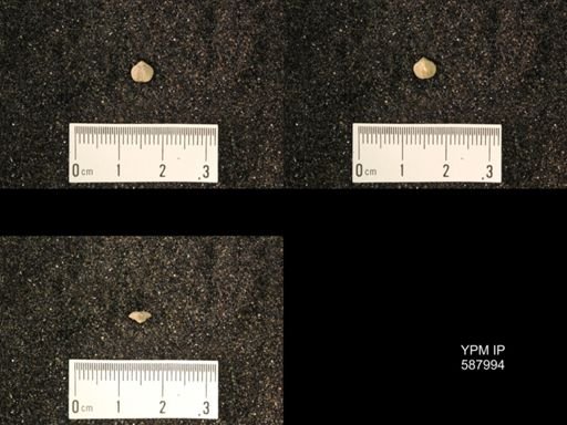 Zygospira modesta