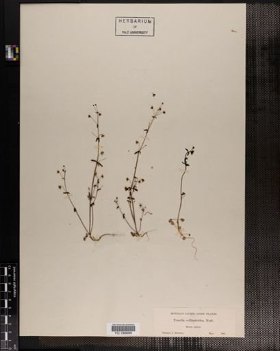 Plantae