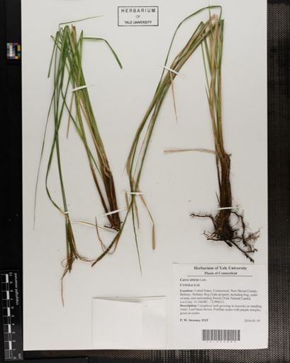 Carex stricta