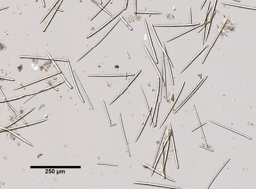 Iophon nigricans
