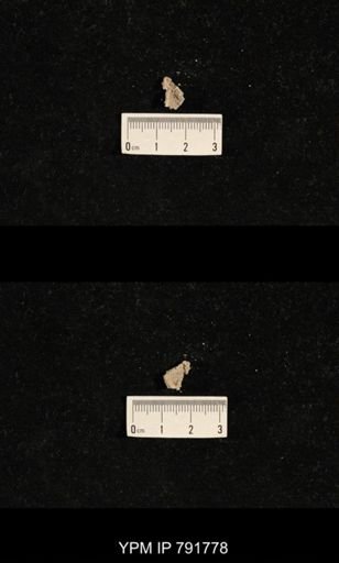 undet. Bryozoa