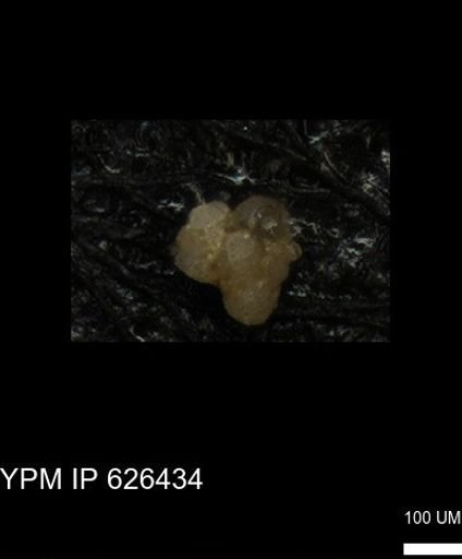 undet. Foraminiferida