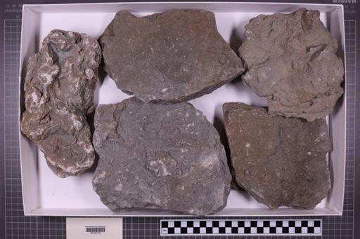 mixed taxa, stratigraphic collection