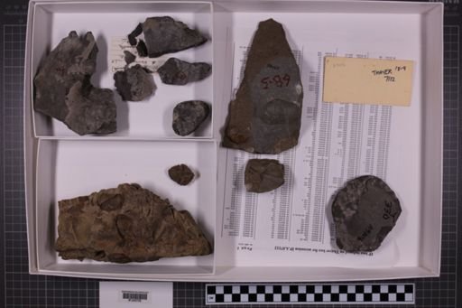 mixed taxa, stratigraphic collection
