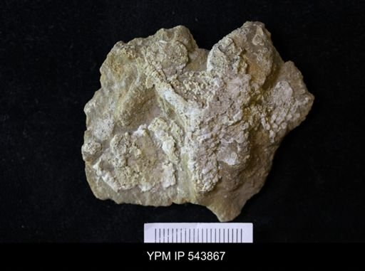 undet. Ichnofossil
