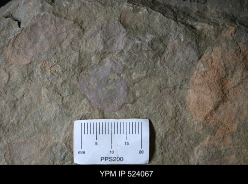 undet. Porifera