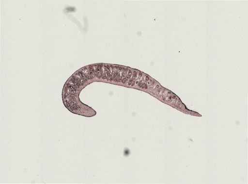 Turbellaria
