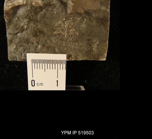 undet. Asteroidea