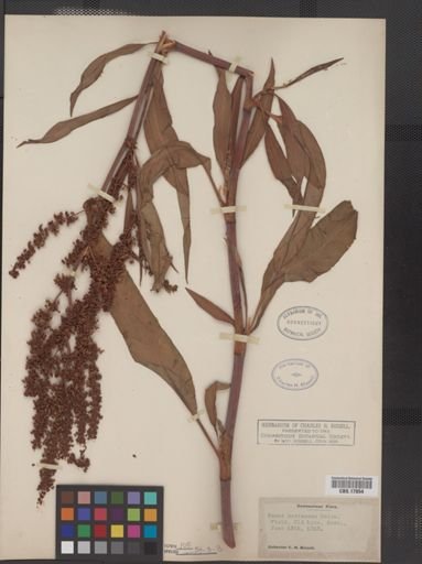 Rumex mexicanus
