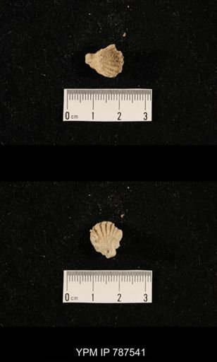 undet. Brachiopoda