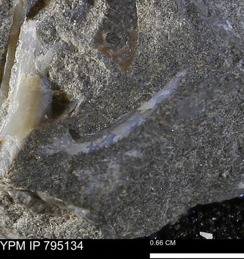 undet. Bivalvia