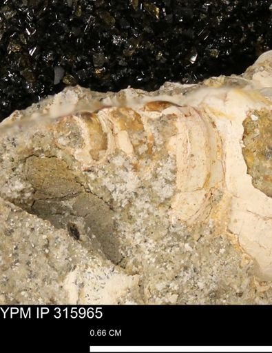 Serrifusus?