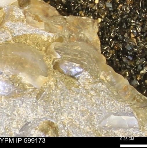 undet. Ichnofossil