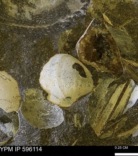 Protocardia?