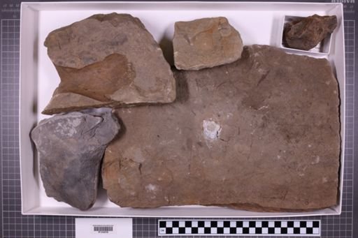 mixed taxa, stratigraphic collection