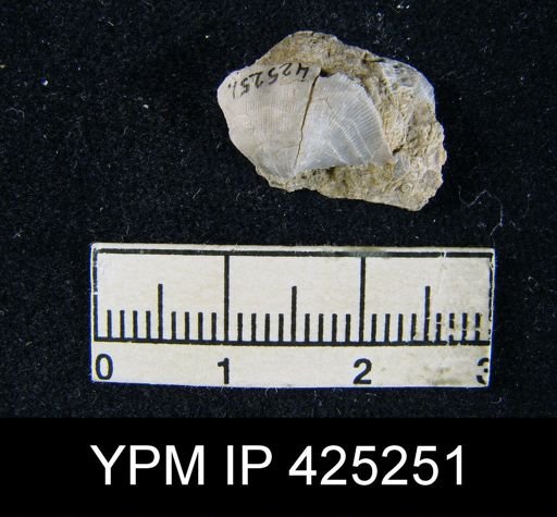 Chonetes granulifer