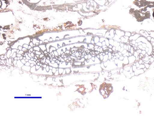 Schwagerina emaciata