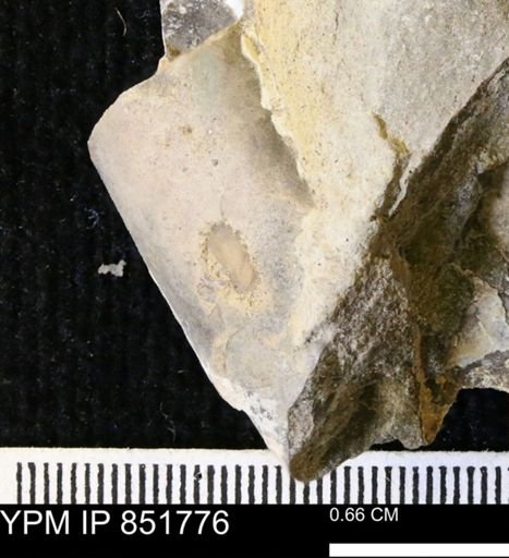 Baculites sp.