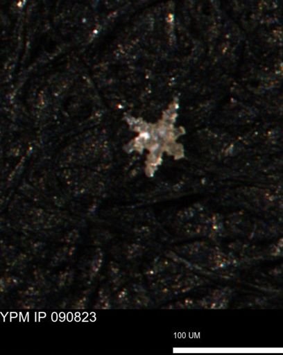 undet. Porifera