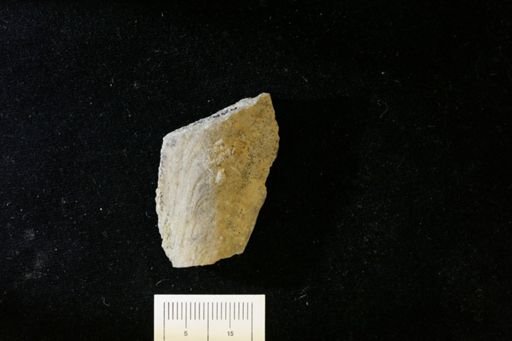 Aviculopinna pinnaeformis