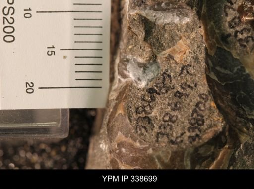 Protocardia subquadrata