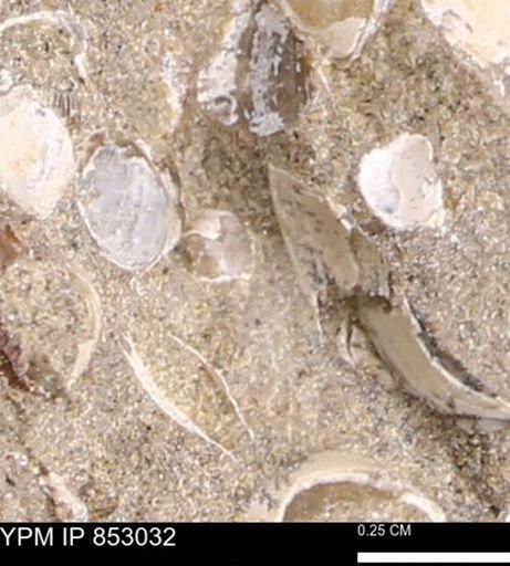 Limopsis striatopunctatus