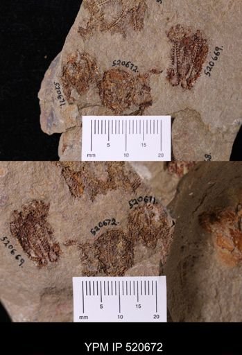 undet. Asterozoa