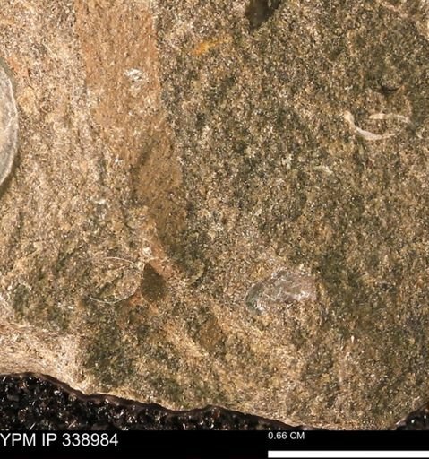 undet. Mollusca