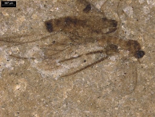 undet. Diptera
