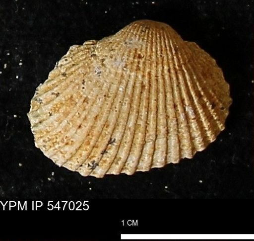 Scapharca transversa
