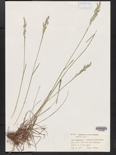 Poa pratensis