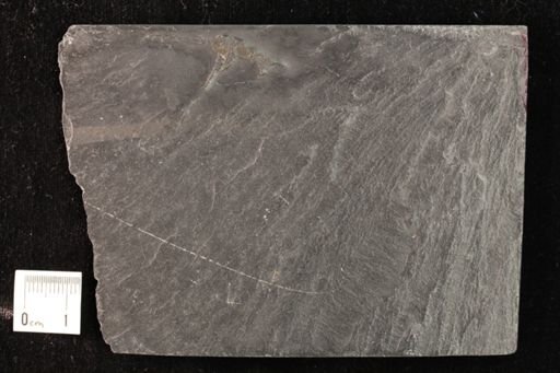 Ophiurina lymani