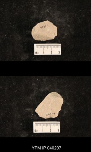Grylloblattida