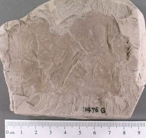 Cissites formosus