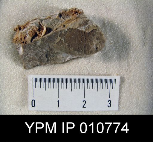 Linoproductus (Cancrinella) phosphaticus
