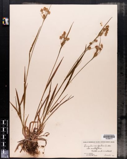 Luzula multiflora