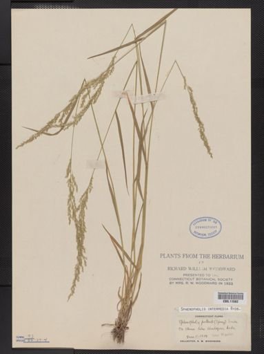 Sphenopholis intermedia