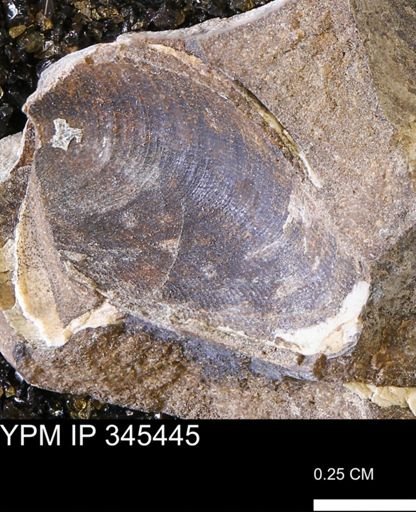 undet. Bivalvia