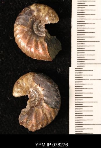 Hoploscaphites comprimus