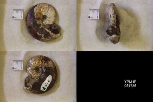 Hoploscaphites nicolletii