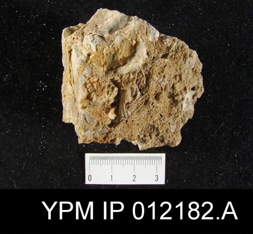 Hustedia papillata